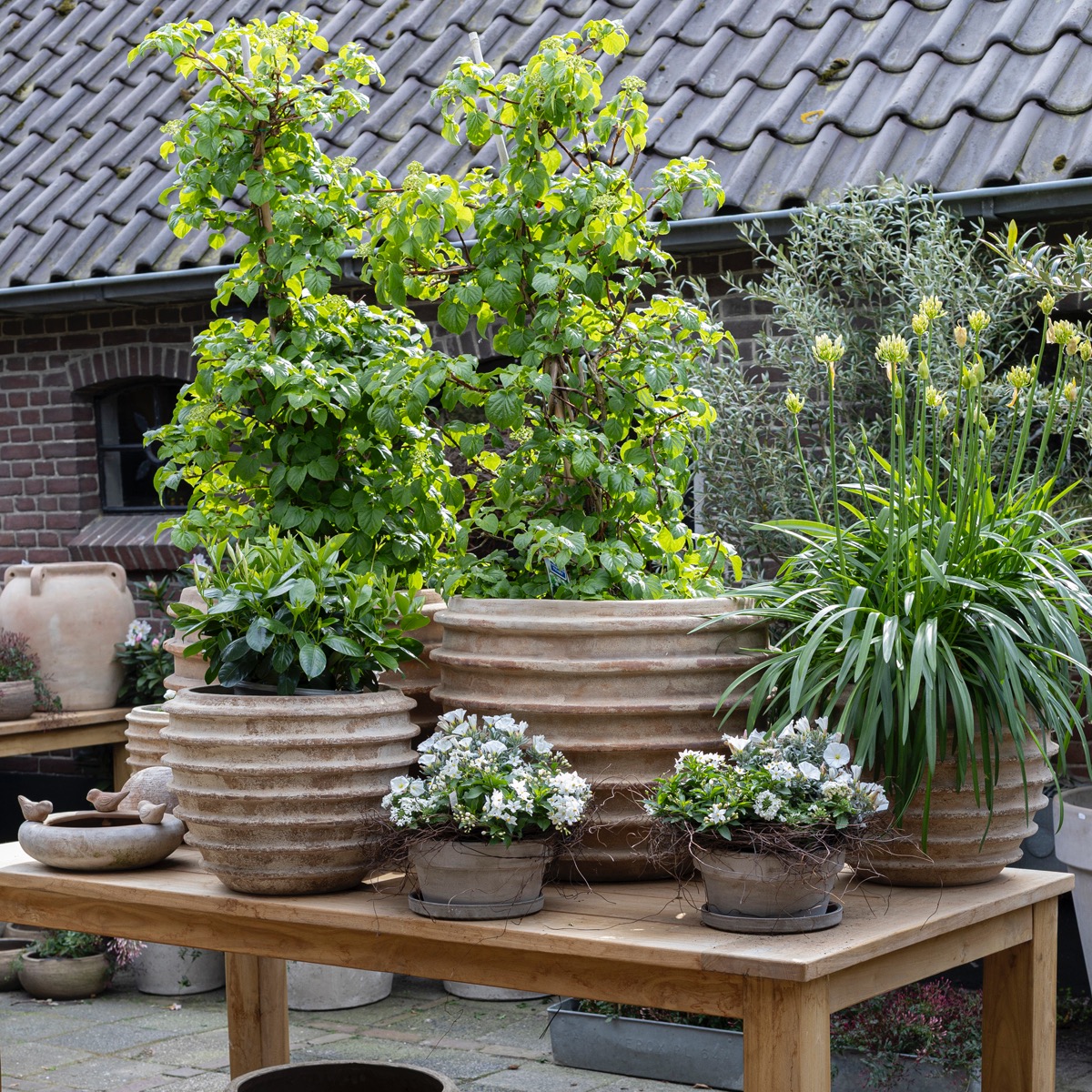 Buitenbloeiers