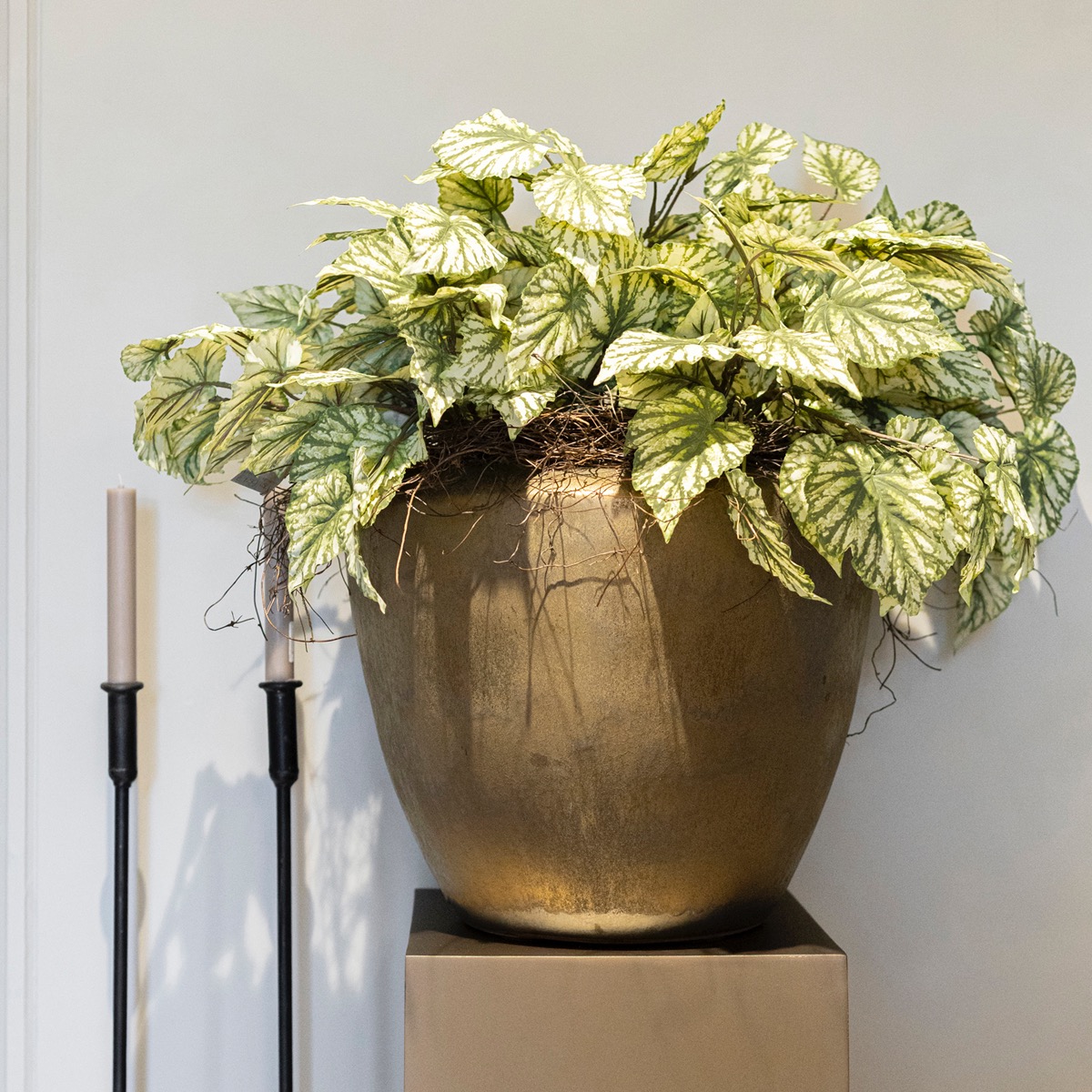 Planten
